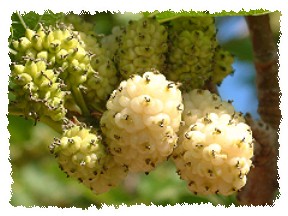 Maulbeeren