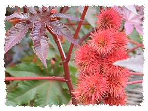 Rhizinus