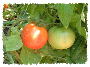 Tomaten