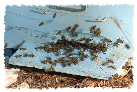 Bienen am Loch