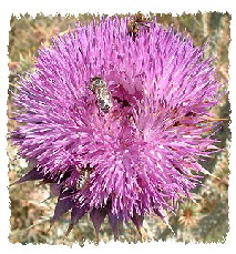 Bienendistel