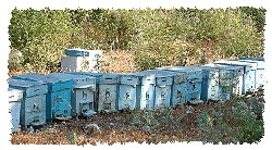 Bienenhuser 2